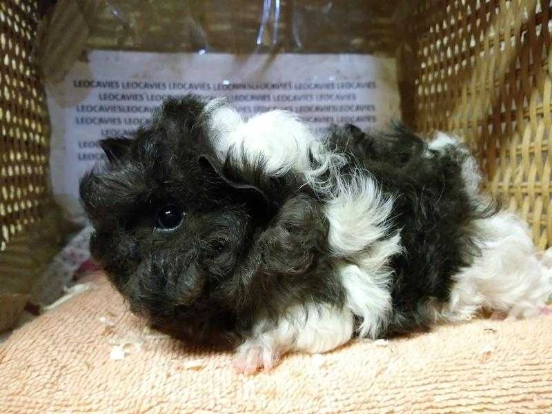 Male guinea pigs ready to reserve