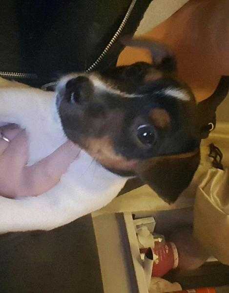 Male jack Russell pup