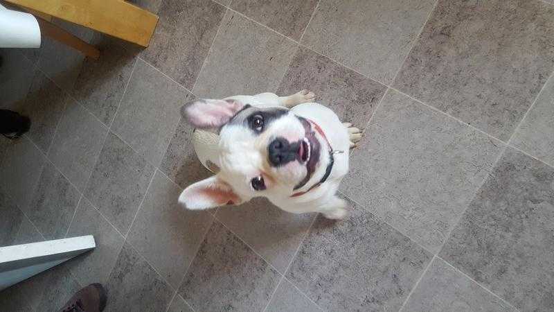 Male kc registered french bulldog