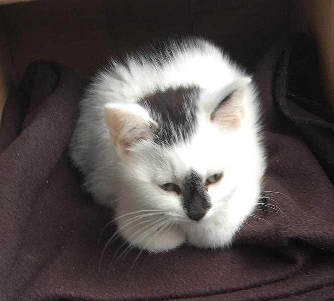 Male kitten for saleREADY TO GO NOW