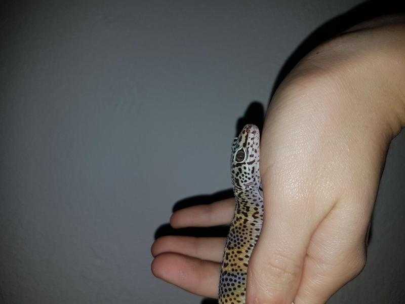 MALE Mack Snow Leopard Gecko