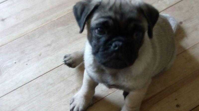 Male pug puppies