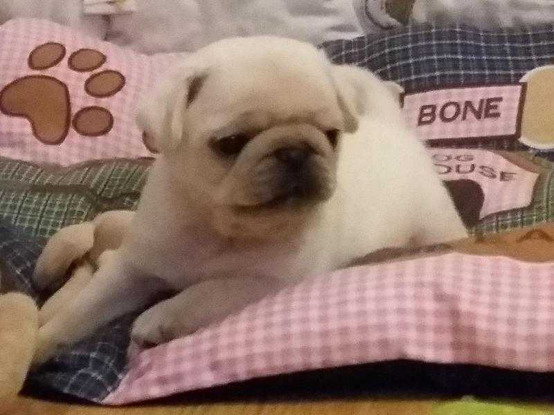 Male pug puppies by Health tested parents