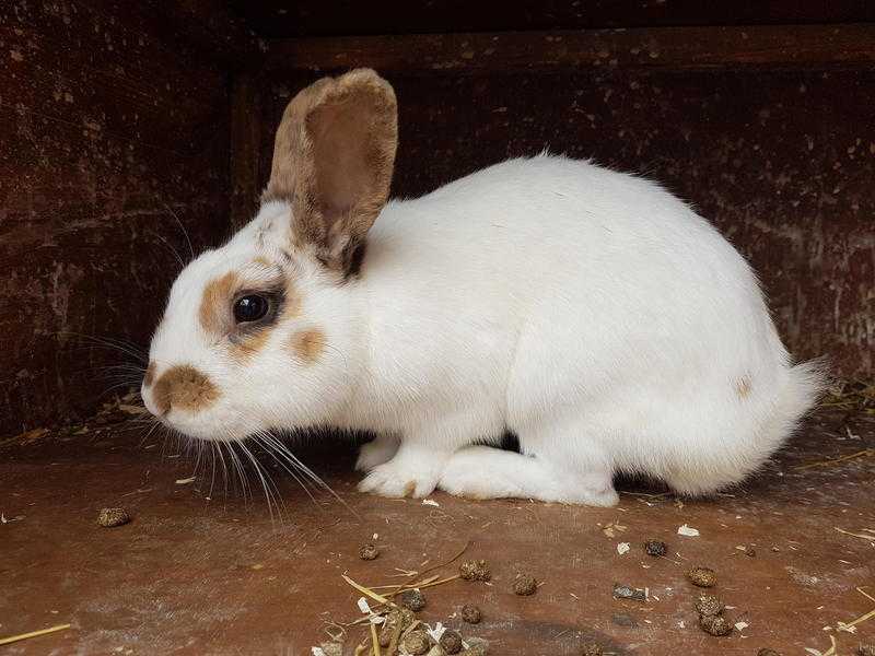 Male rabbit