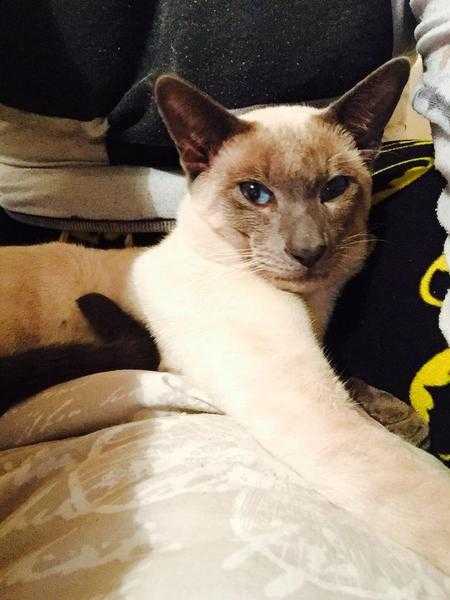 Male, Siamese 10m old