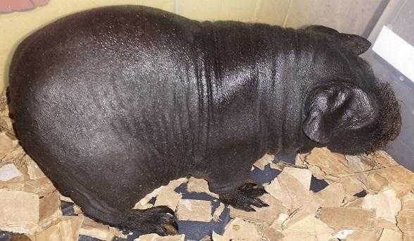 Male Skinny Pig Full Black