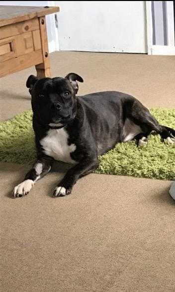 Male staffy