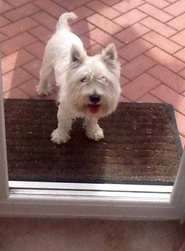 Male Westie for salej