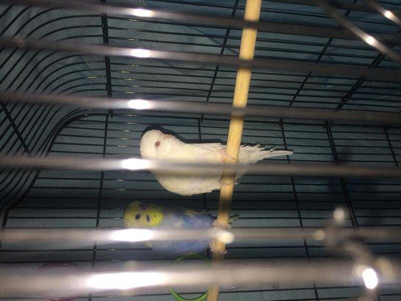 Male white budgie