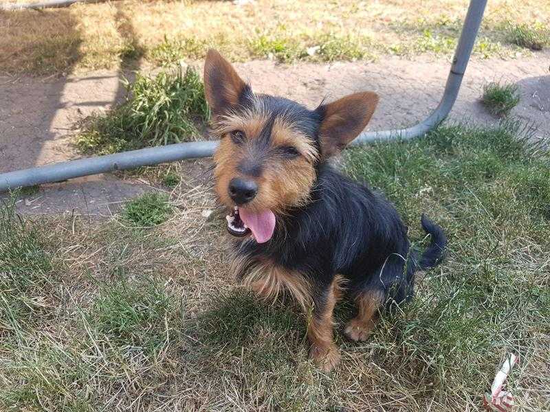 Male Yorkie For Sale