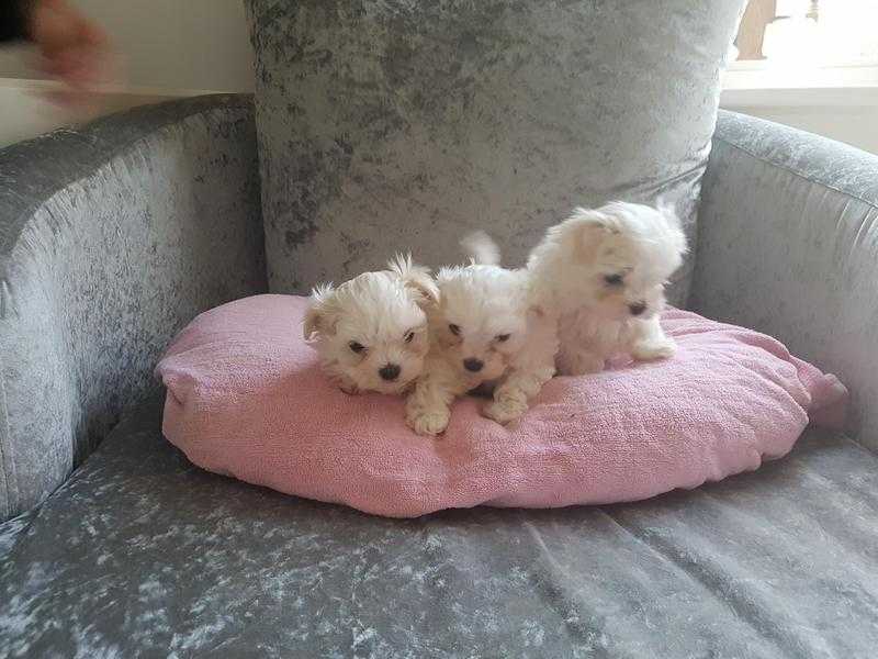 Maltese Girl Puppies For Sale Ready Sun 13th Aug