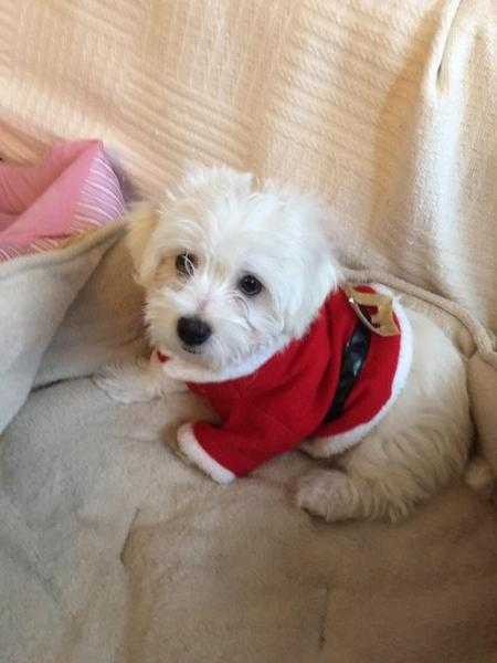 MALTESE MALE PUPPY FOR SALE