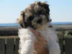 Maltese or shih tzu or Maltese puppy