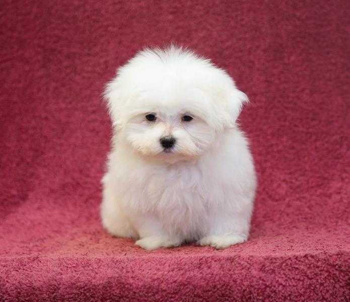maltese pupies for sale