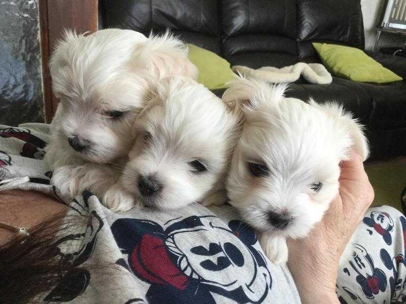 Maltese puppies