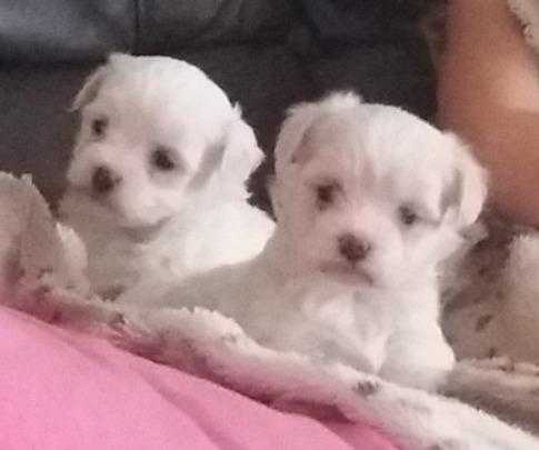 Maltese puppies