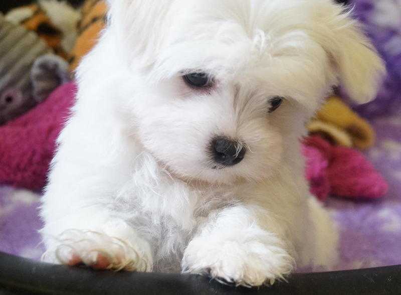 Maltese Puppies - Pure Bred - Ready Now