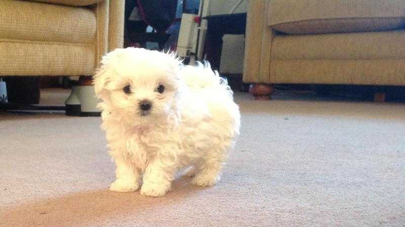 Maltese puppies ready for Xmas