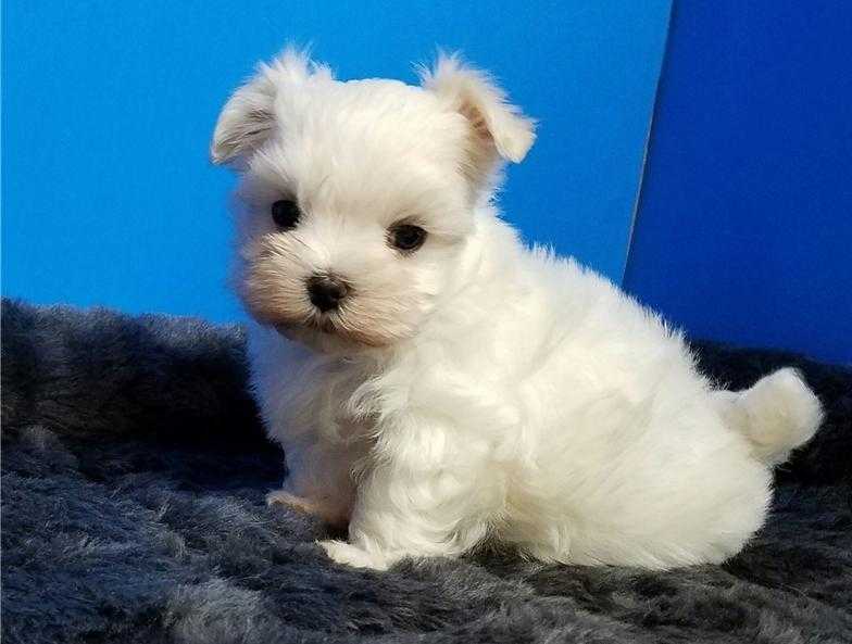 Maltese Puppies Ready Now Champion Pedigree Boys And Girls Fantastic Upraising With Our Children