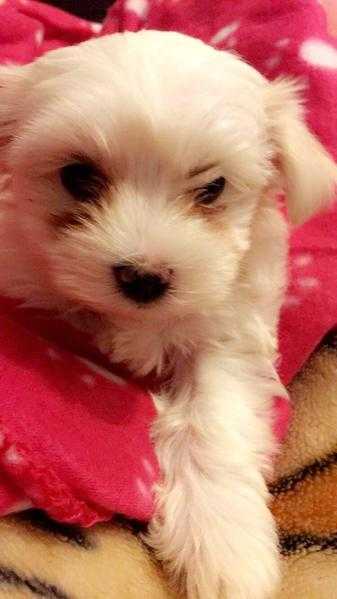 Maltese puppy 9 weeks