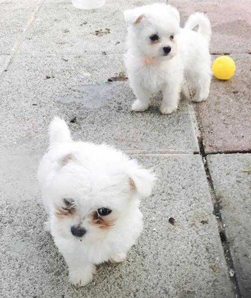 Maltese pups
