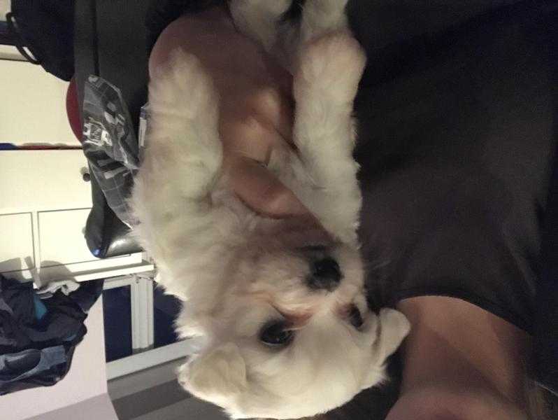 Maltese pups ready for new home