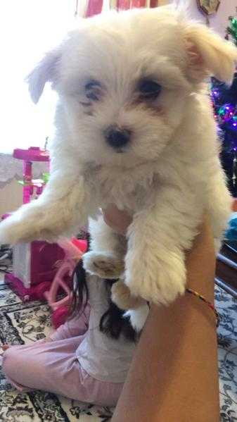 Maltese pure puppy.