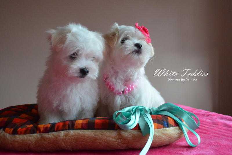 Maltese Terrier Puppies - KC Reg Parents