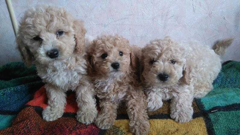 Maltichon puppies for sale