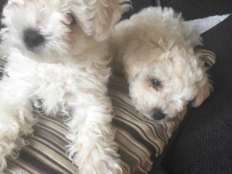 Maltipoochon puppies