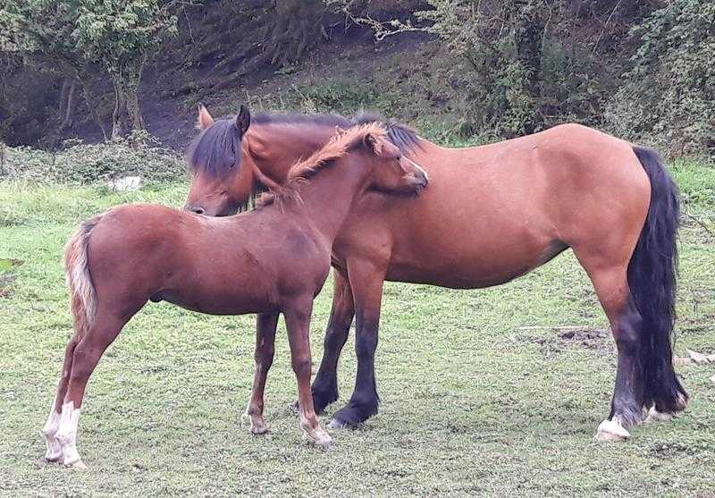 Mare and colt for sale