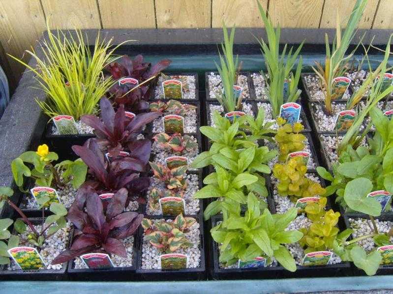 Marginal Pond Plants - BUY TWO GET ONE FREE