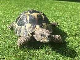 Marginated Tortoise