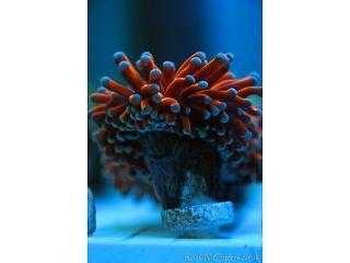 Marine Aquatic Specialist. For Sale- Live Rock, Corals, Fish, Nemo, Inverts, Salt amp R.O. water