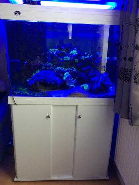 Marine fish tank