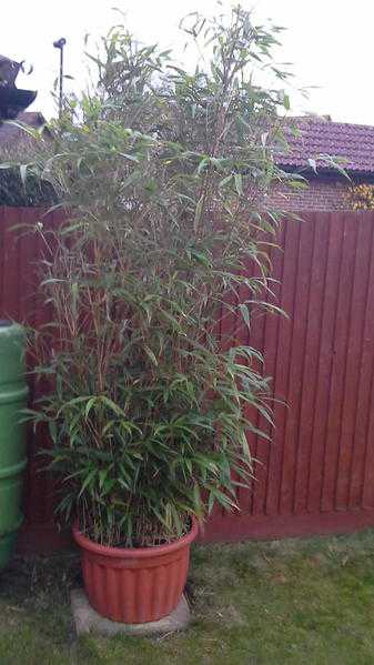 Massive bamboo plant - over 8 foot high