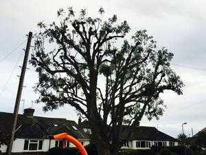 Matt Eichler Tree Surgery and Grounds Maintenance