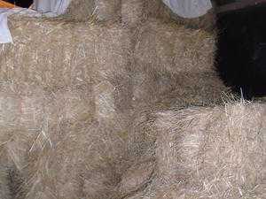 meadow hay for sale