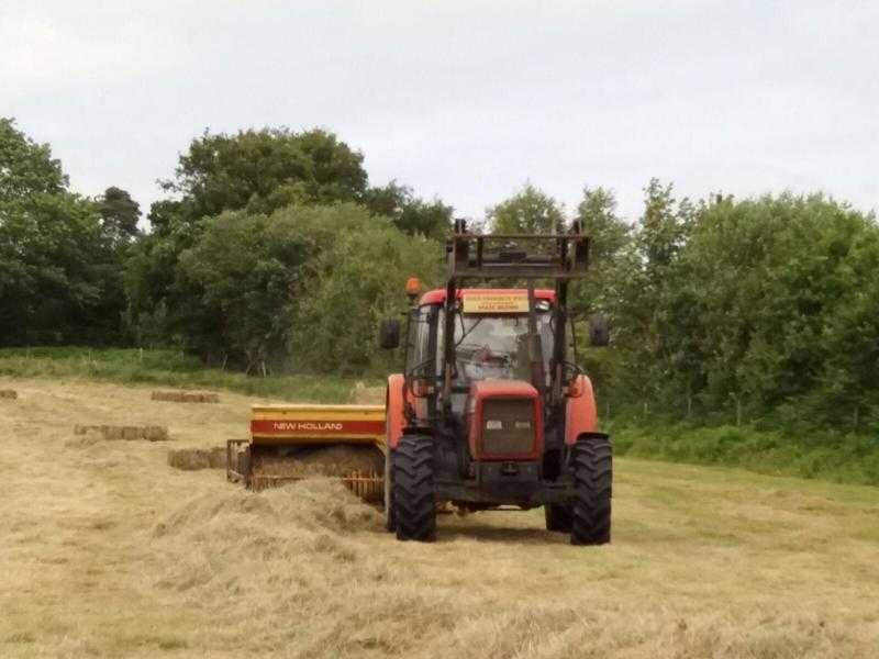 Meadow Hay, Top Quality