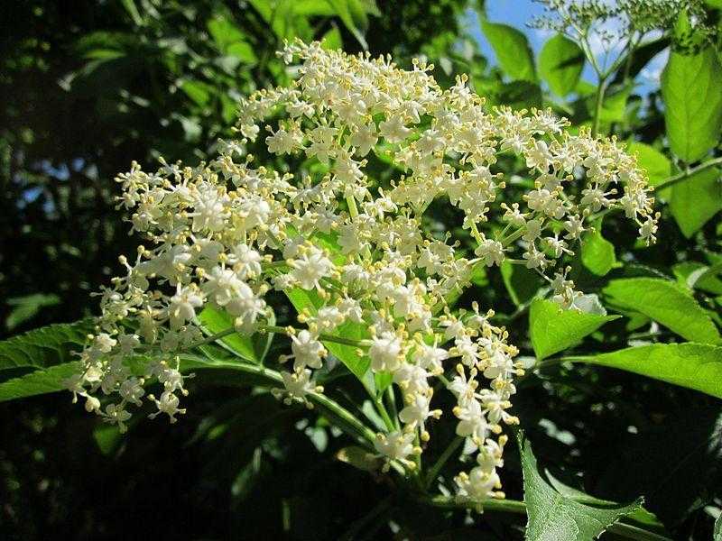 Medicinal Herb Walk