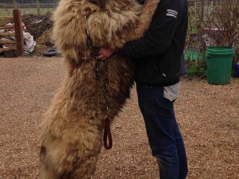 Meet Biggest Caucasian Ovrcharka 4 Years old  ( STUD DOG )  Dog In Uk