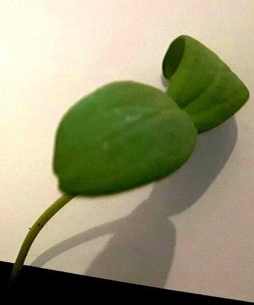 Melon seedling plants