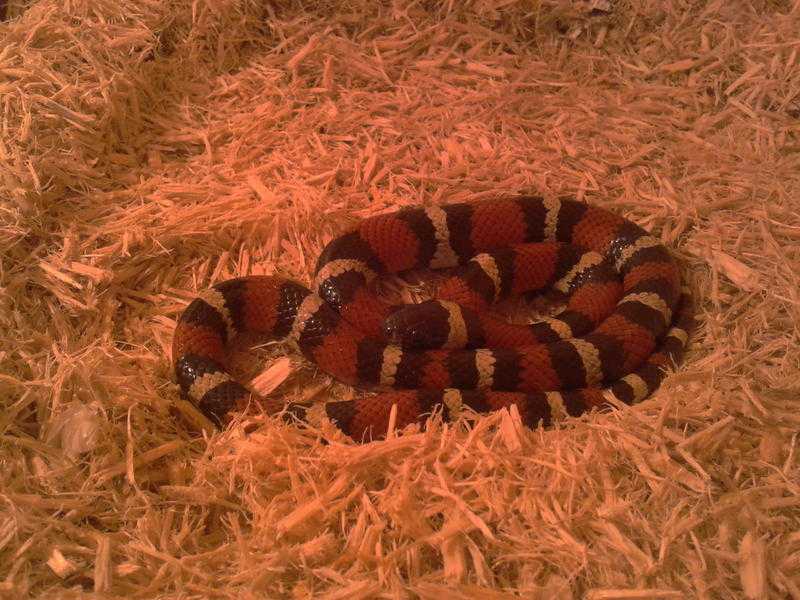 Mexican Milk Snake