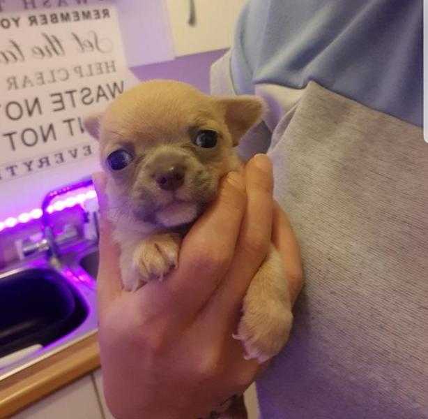 Micro Apple dome Chihuahua puppies