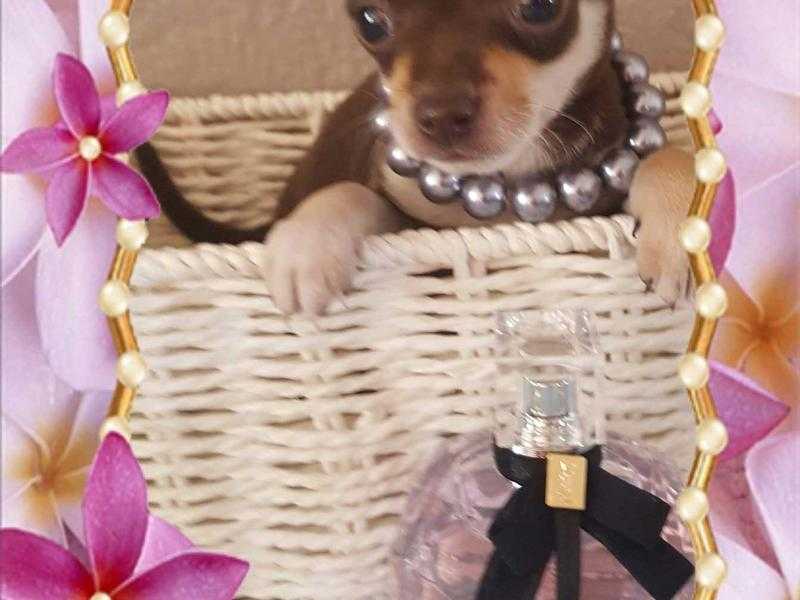 Micro Tiny Chocolate Chihuahua Puppies( READY NOW )