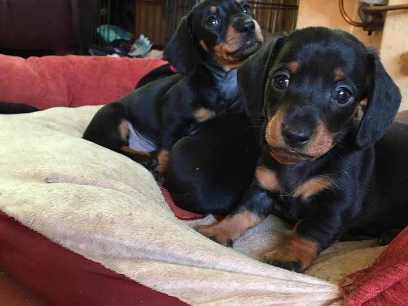 Minature smooth dachsunds chocolate and black and tan