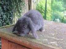 Mini and dwarf lop rabbits  bunnies