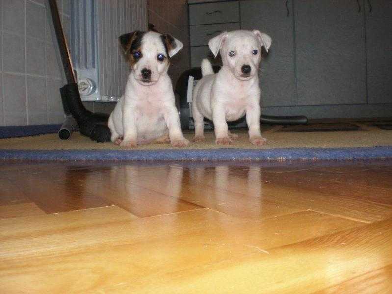 Mini Jack Russell Terrier pups
