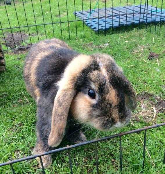 Mini lop 14 week old buck