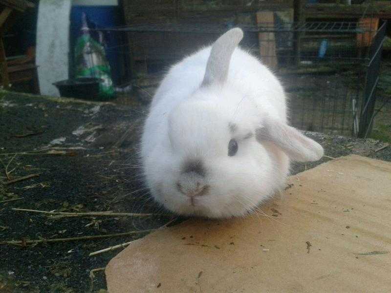 Mini lop amp baby rabbits for sale in Surrey